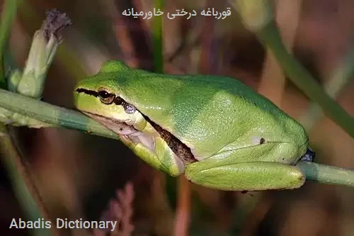 قورباغه درختی خاورمیانه